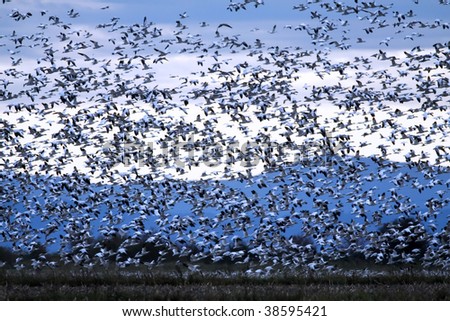 Snow Geese Flock