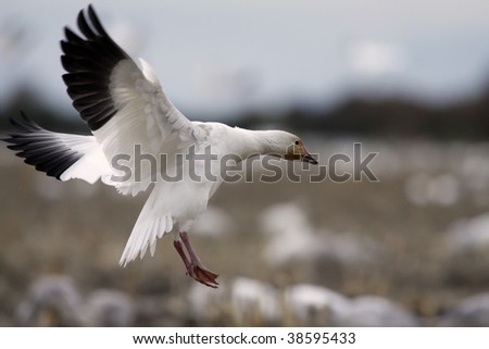 Solo male snow goose joins a flock in a field