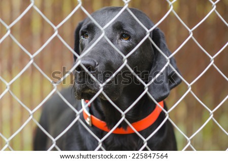 Dog inside kennel