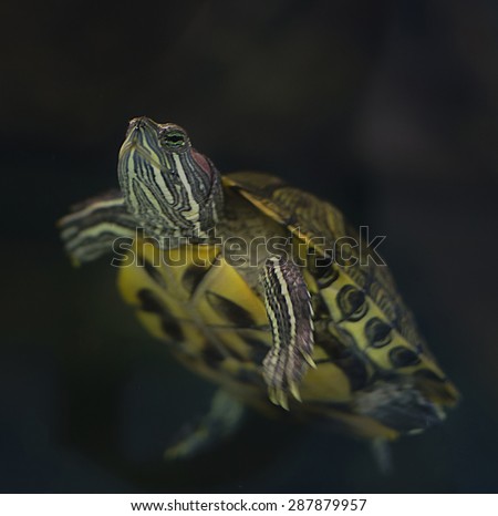 Single Painted Yellow Turtle Isolated On Black. A painted turtle floating inside of a tank at a pet store isolated on black
