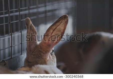 Rabbit seen from behind with ears up, and alert. The cage texture behind looks dark and grungy.