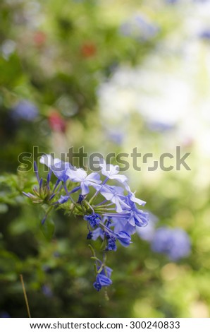 Beautiful light blue and purple wild flowers popping out, with shallow depth of field to isolated the subject.