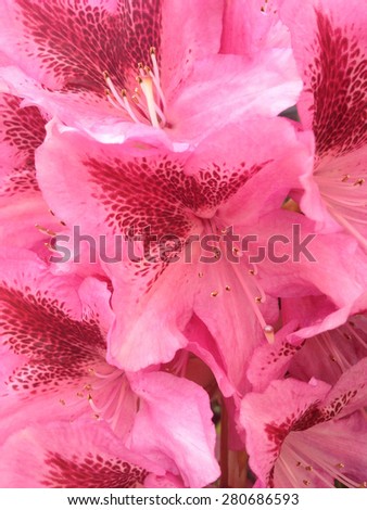 Light pink rhododendron flowers with darker pink leopard spot pattern