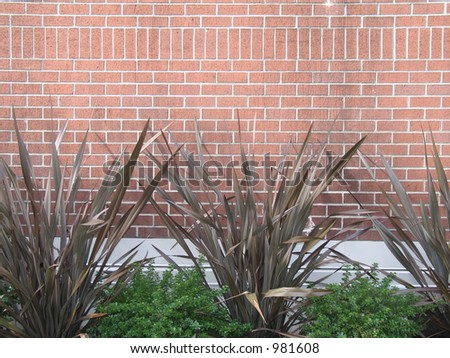 outside plants in front of a wall
