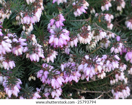 purple mini flowers