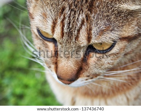 Close up of the face of a golden brown stripped cat