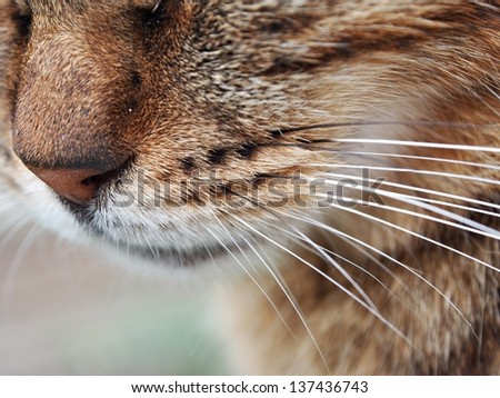 Close up of the face of a golden brown stripped cat focused in nose and mouth