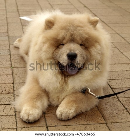Chow Chow Puppies on Smiling Dog Chow Chow Stock Photo 47863465   Shutterstock