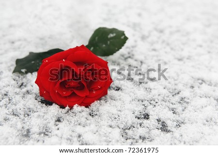 Winter scenery  - red rose thrown on the fresh snow