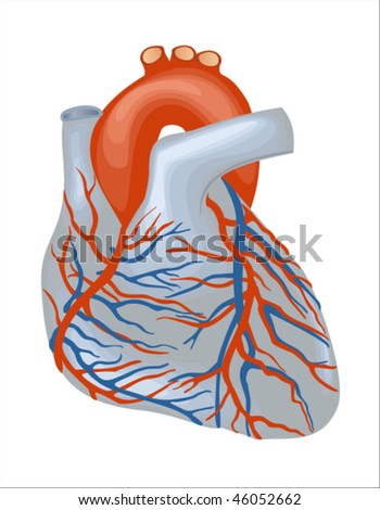 human heart drawing. Anatomical Heart Drawing.