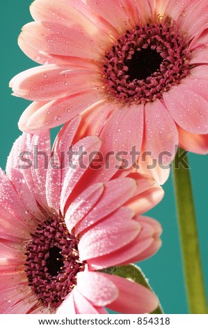 Gerber+daisies+background