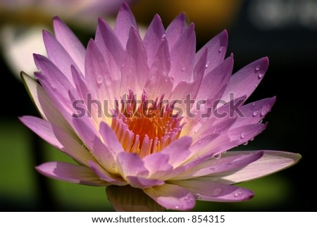 Lavender water lily in bloom
