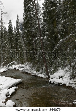 Winter Creek with Evergreens