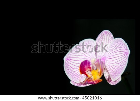 Red and white orchid on a black background