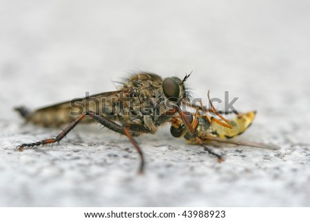 Robber fly with captured hover fly