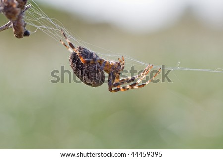 European Garden Spider (Araneus diadematus), also called Diadem Spider, or Cross Spider