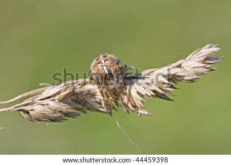 European Garden Spider (Araneus diadematus) also called Diadem Spider, or Cross Spider sitting on a Grass Ear