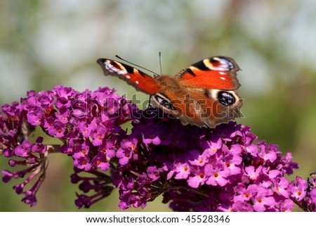 Peacock Butterfly (Inachis io) on a Butterfly-Bush
