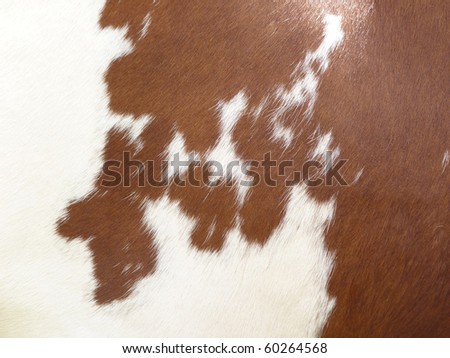 cow background