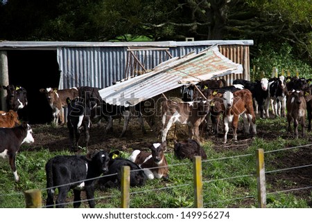 Cows on a farm - NZ farming image.