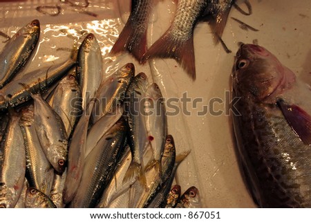 Frozen fish on ice at a market