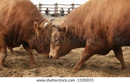 Bull fight at Chongdo Bull Fighting Festival, South Korea