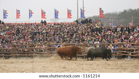 In the bull ring at the Chongdo Bull Fighting Festival in South Korea