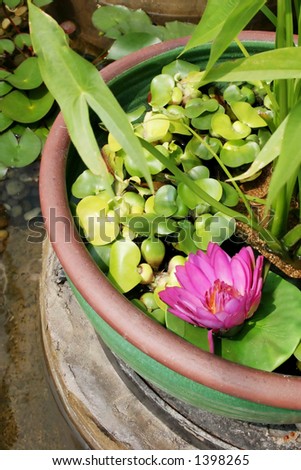 Pink flower in a water lilly garden