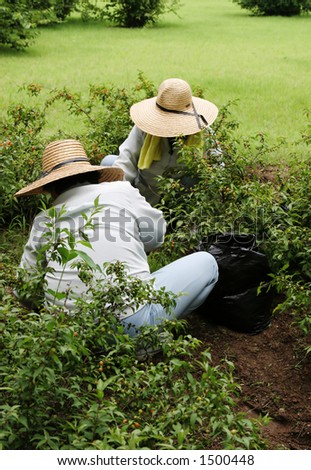 Two women in big straw hats gardening together