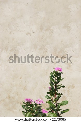 Pink flowers growing against an old brick wall