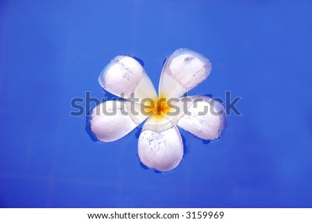 Pretty white and yellow frangipani flower floating in water