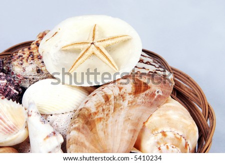 Close-up of a basket of shells with starfish.