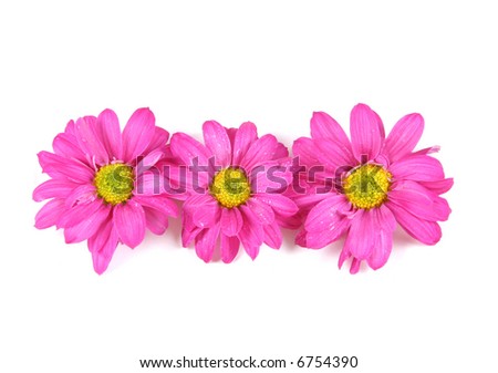 Three pink flowers isolated on white.
