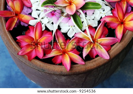 Tropical Beautiful Flowers