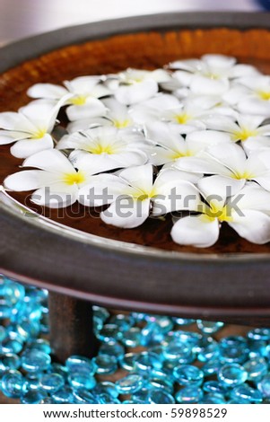 Fragapani flowers floating in water in Thailand - travel and tourism.