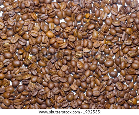 the brown beans of coffee on white