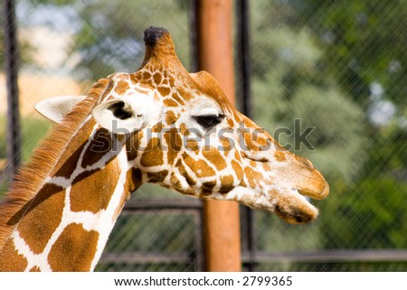 funny. fur. gaze. giraffes