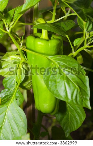 the large green pepper growing on bush