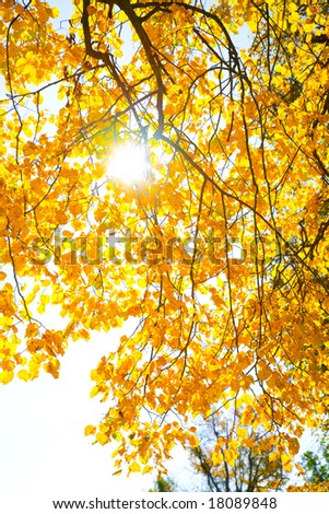 Autumn background from yellow foliage and the sun