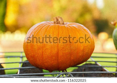 Fresh pumpkin in autumnal garden. For Halloween, thanksgiving holiday, autumn theme