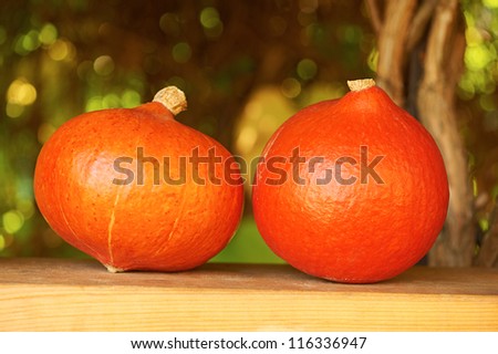Fresh pumpkins in autumnal garden. For Halloween, thanksgiving holiday, autumn theme