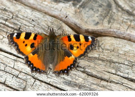 Butterfly close-up isolated on an old wooden background