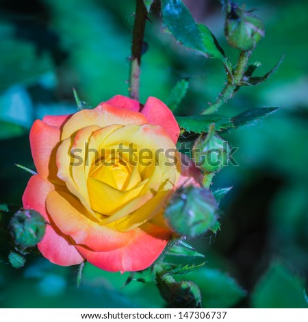 Yellow and red rose on natural background