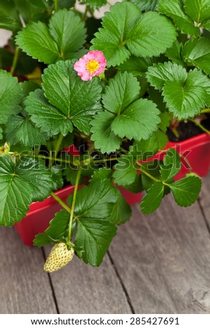 Strawberry plants. Strawberry sprouts in a pot. Selective focus.