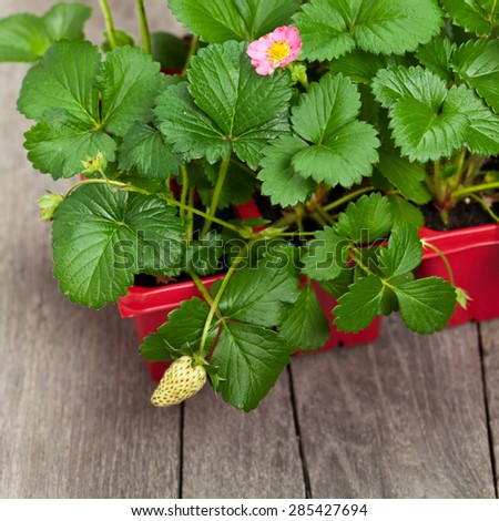Strawberry plants. Strawberry sprouts in a pot. Selective focus.