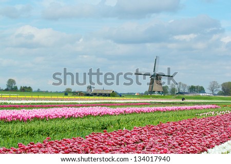 Landscape with colorful field of tulips and windmill in Holland