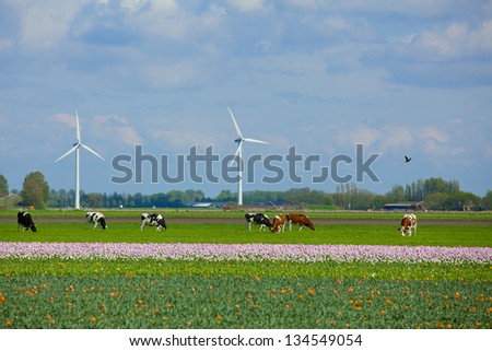 Landscape in Holland with cows on on farmland in the Netherlands
