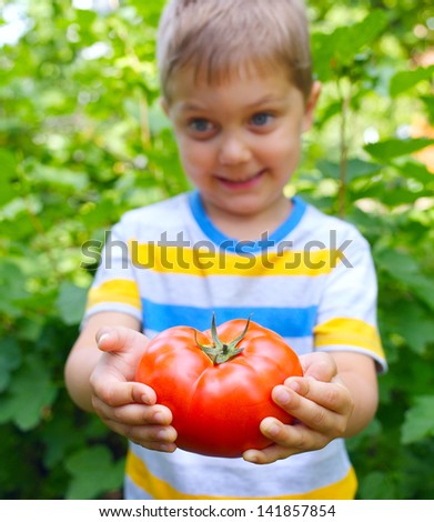 Handsome little boy holding tomato in green garden. Focus of the tomato.
