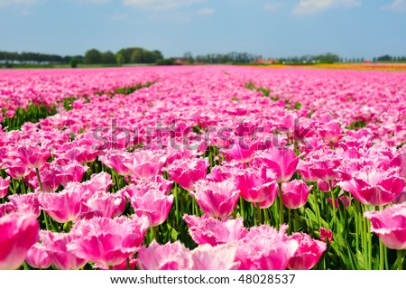 Tulips In Holland. of pink tulips in Holland