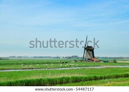 Pastoral Holland landscape. Sheep, mills, feed